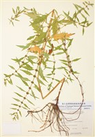 藏品(美洲地筍)的圖片